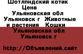 Шотлпндский котик › Цена ­ 4 500 - Ульяновская обл., Ульяновск г. Животные и растения » Кошки   . Ульяновская обл.,Ульяновск г.